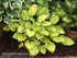 Hosta 'Paradise Island' - New Forest Hostas & Hemerocallis