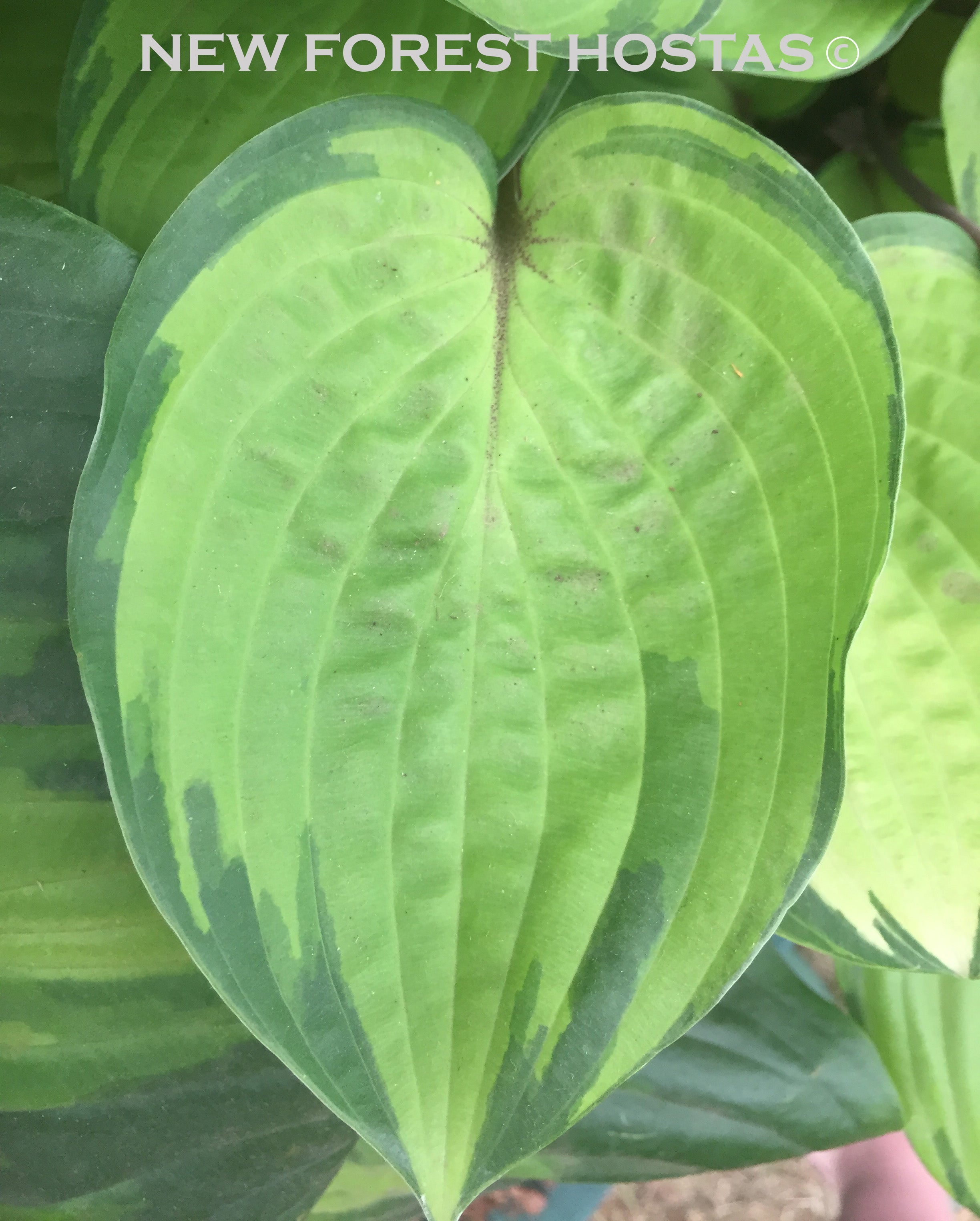 Hosta 'Paradise Island' - New Forest Hostas & Hemerocallis