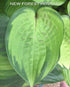 Hosta 'Paradise Island' - New Forest Hostas & Hemerocallis