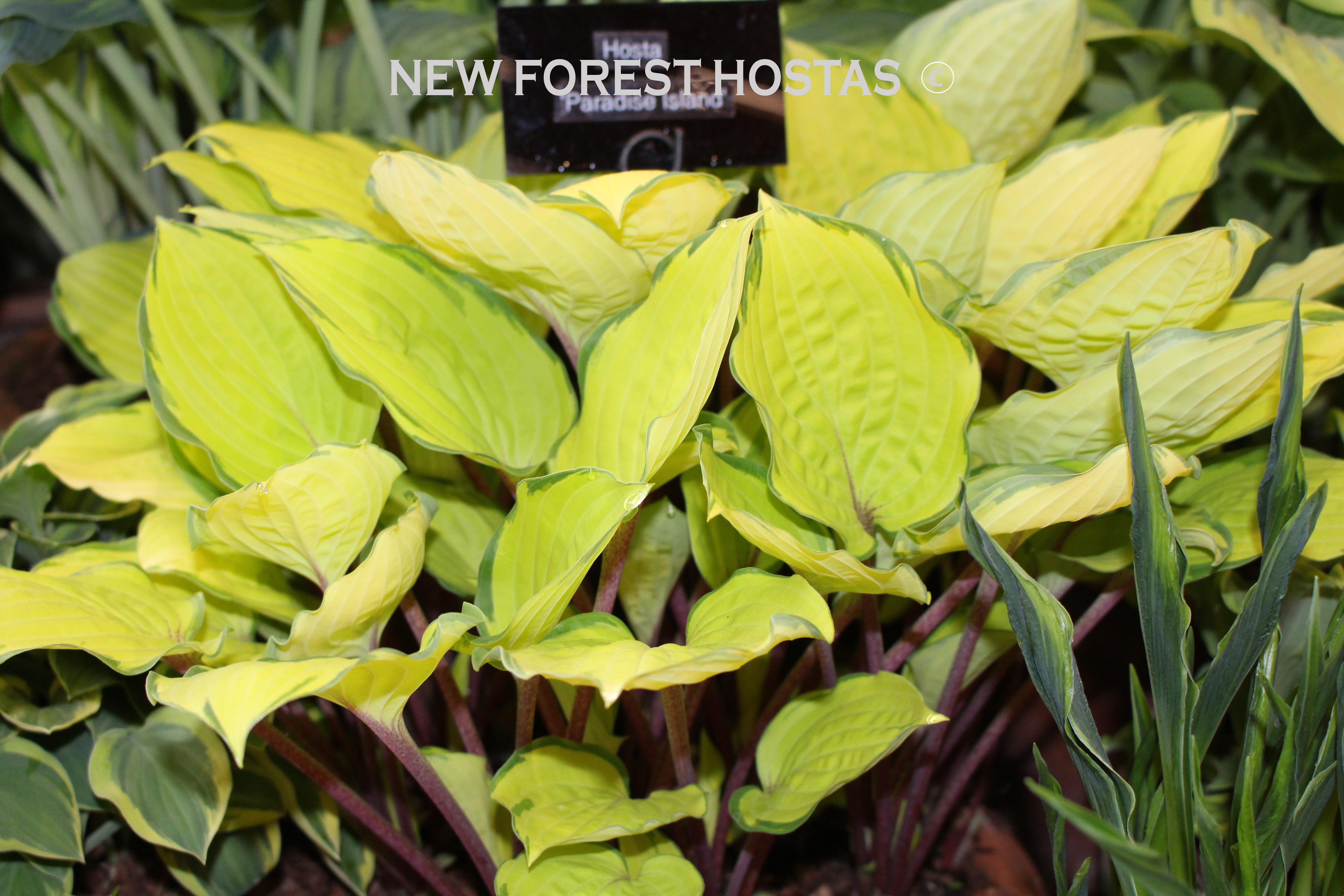 Hosta 'Paradise Island' - New Forest Hostas & Hemerocallis