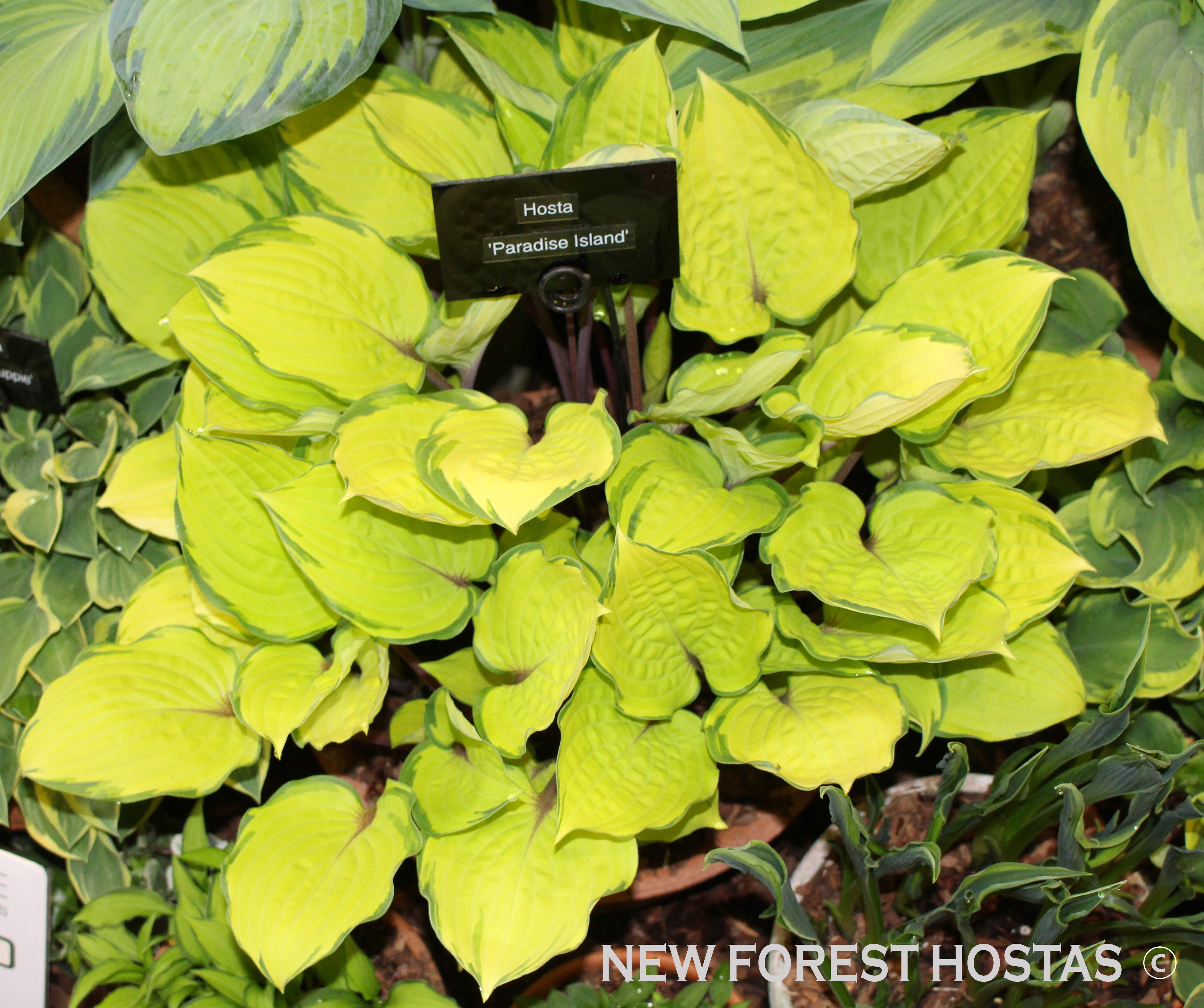 Hosta 'Paradise Island' - New Forest Hostas & Hemerocallis