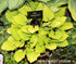 Hosta 'Paradise Island' - New Forest Hostas & Hemerocallis