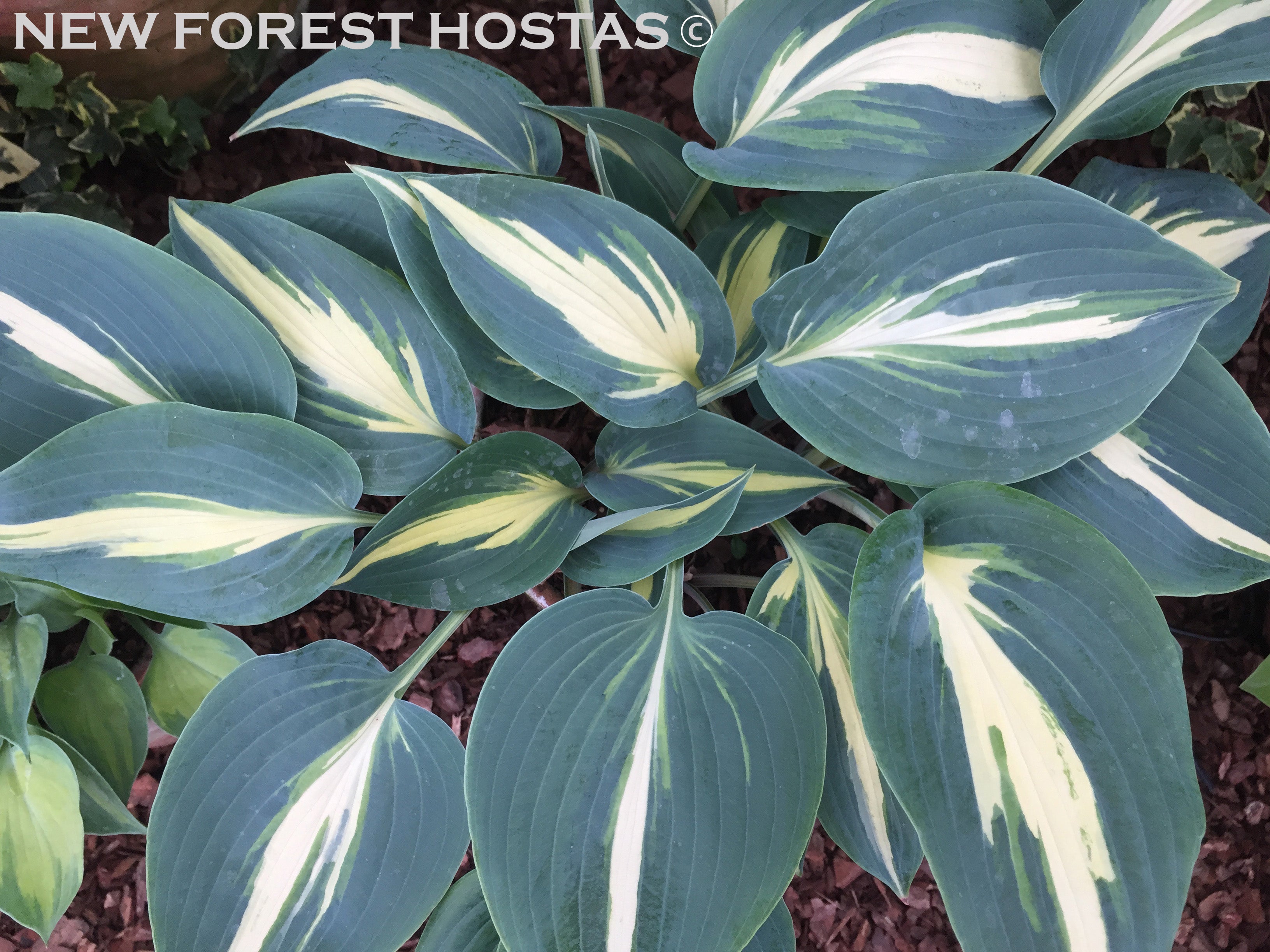 Hosta 'Party Popper' - New Forest Hostas & Hemerocallis