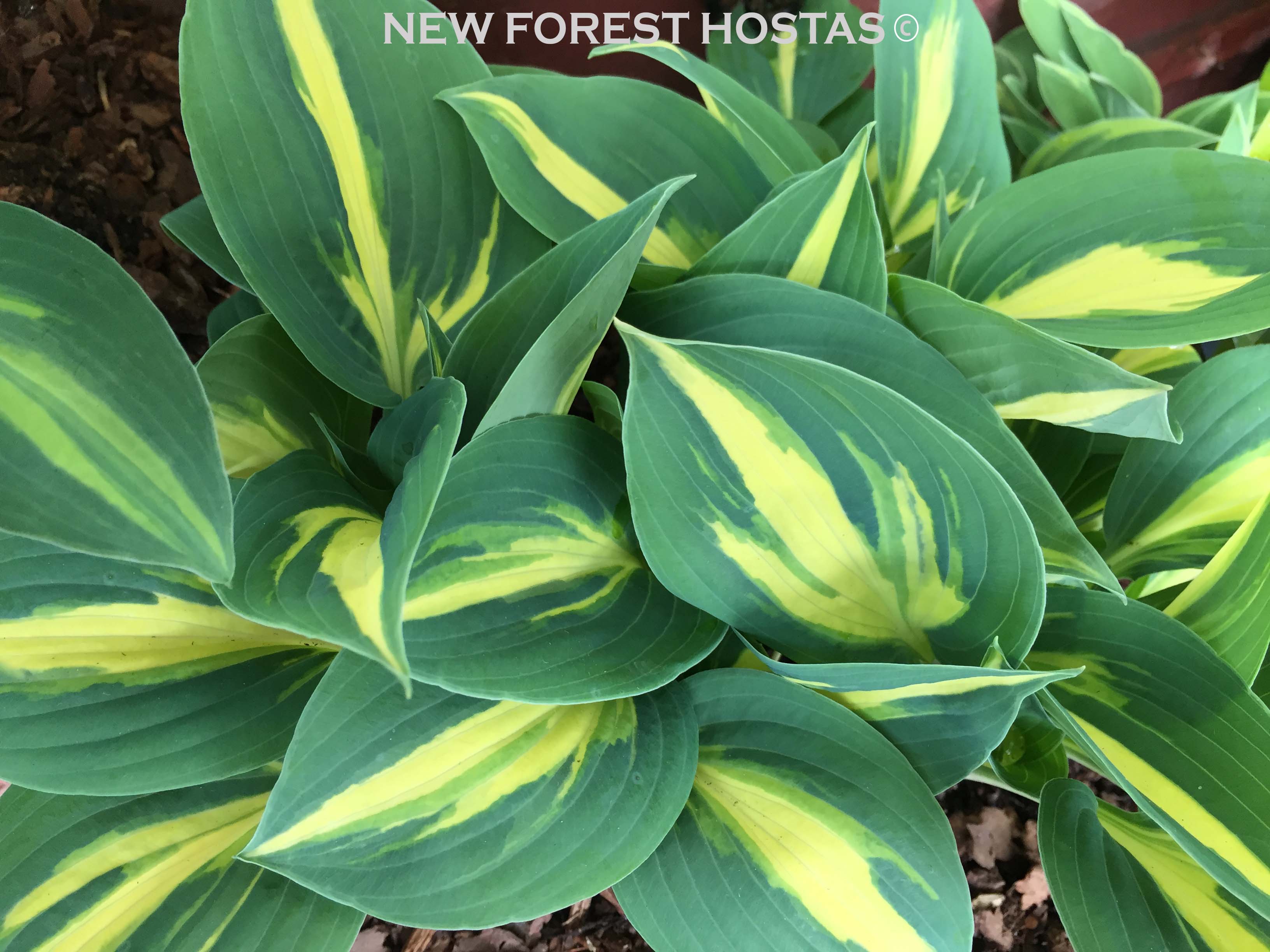 Hosta 'Party Popper' - New Forest Hostas & Hemerocallis