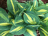 Hosta 'Party Popper' - New Forest Hostas & Hemerocallis