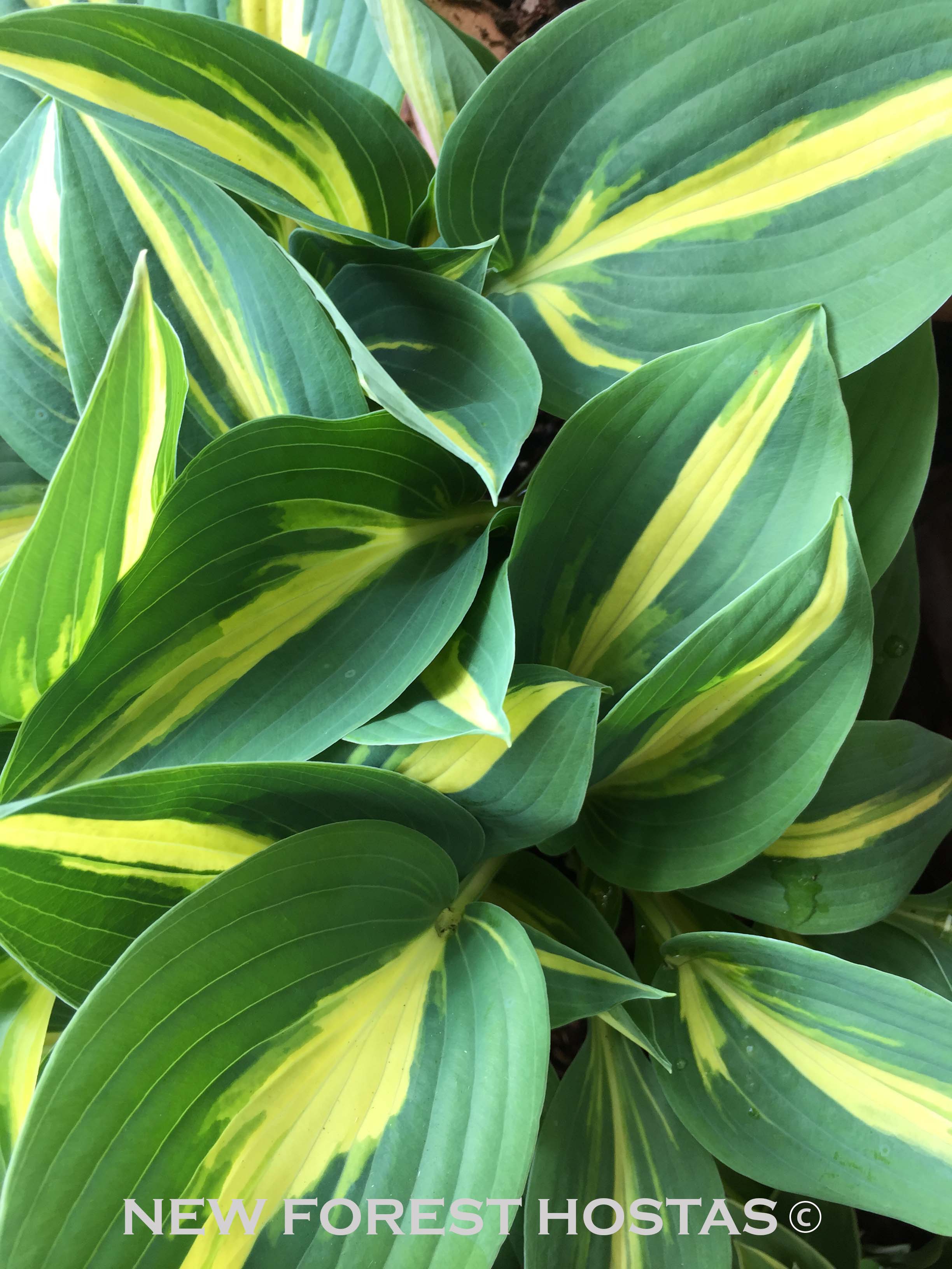 Hosta 'Party Popper' - New Forest Hostas & Hemerocallis