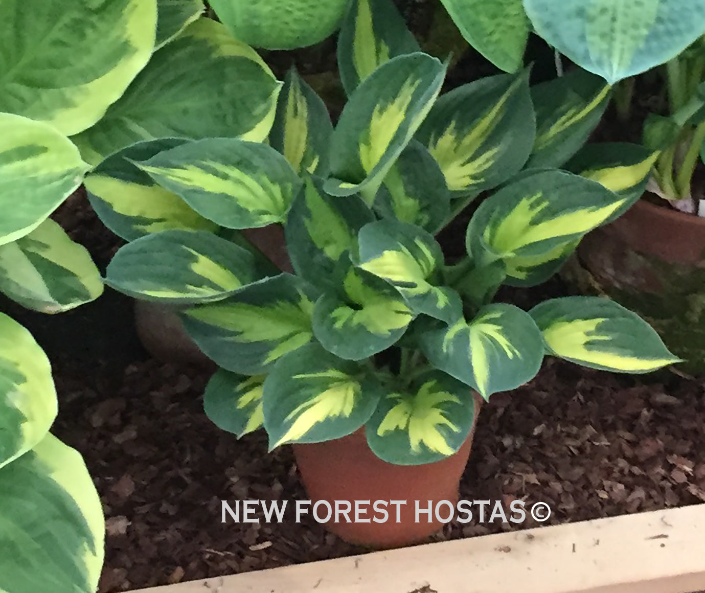 Hosta 'Party Popper' - New Forest Hostas & Hemerocallis