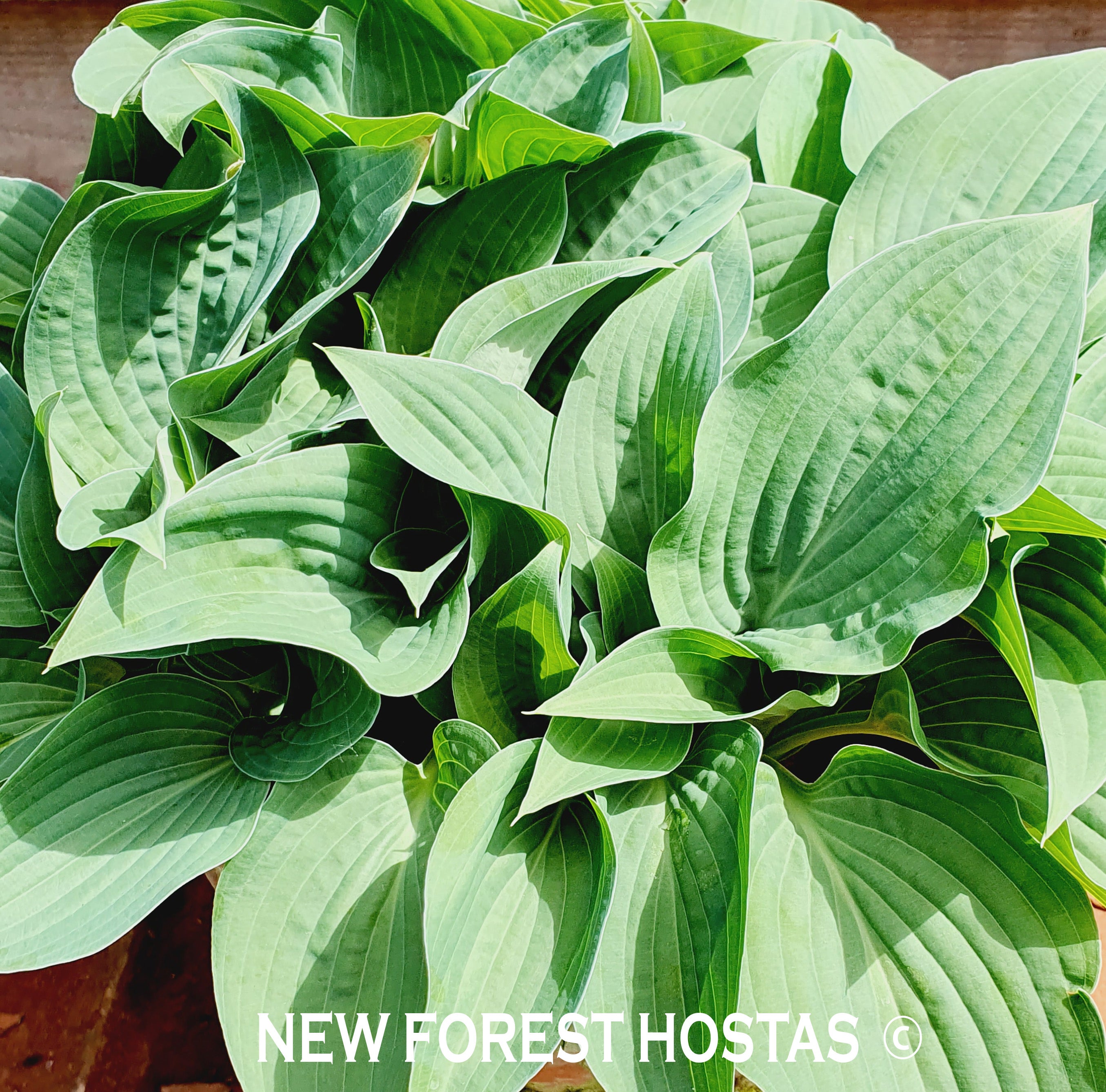 Hosta 'Pastures New' - New Forest Hostas & Hemerocallis