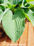Hosta 'Pastures New' - New Forest Hostas & Hemerocallis