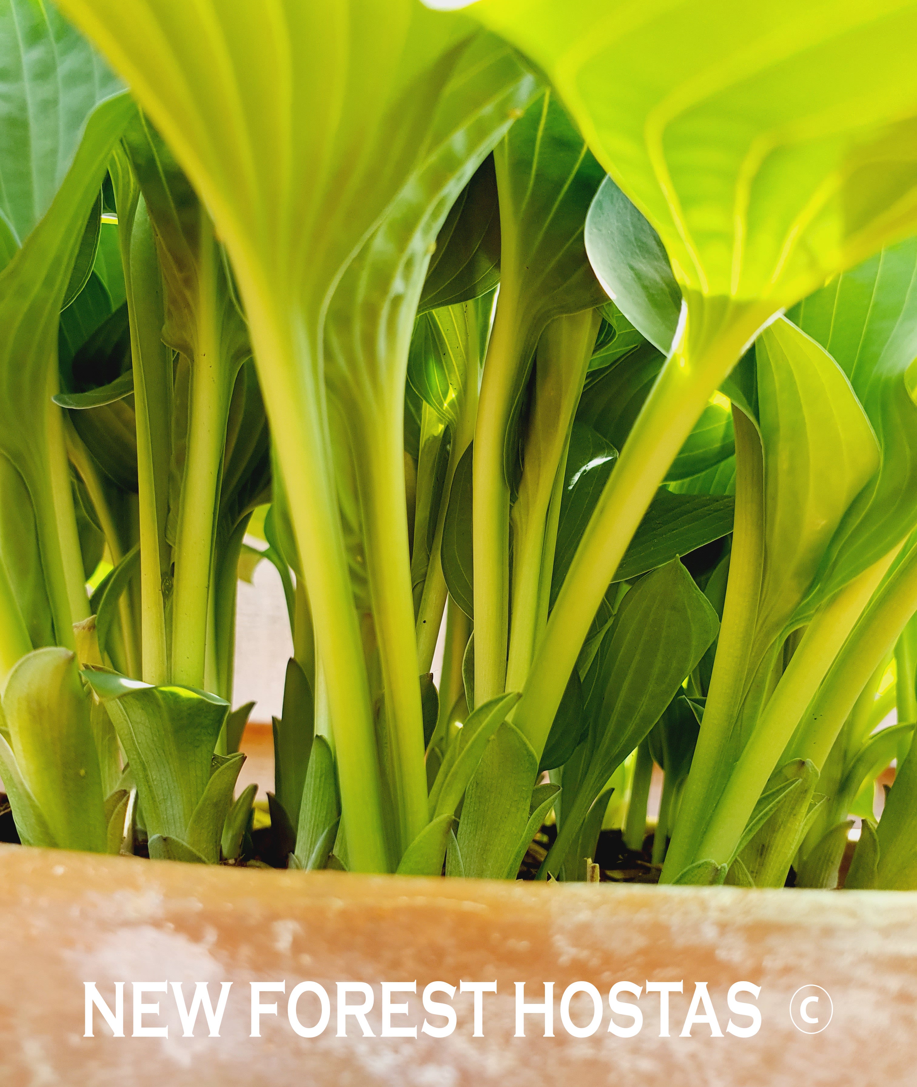 Hosta 'Pastures New' - New Forest Hostas & Hemerocallis