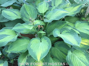Hosta 'Paul's Glory' - New Forest Hostas & Hemerocallis