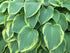 Hosta 'Pilgrim' - New Forest Hostas & Hemerocallis