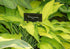 Hosta 'Pineapple Upsidedown Cake' - New Forest Hostas & Hemerocallis