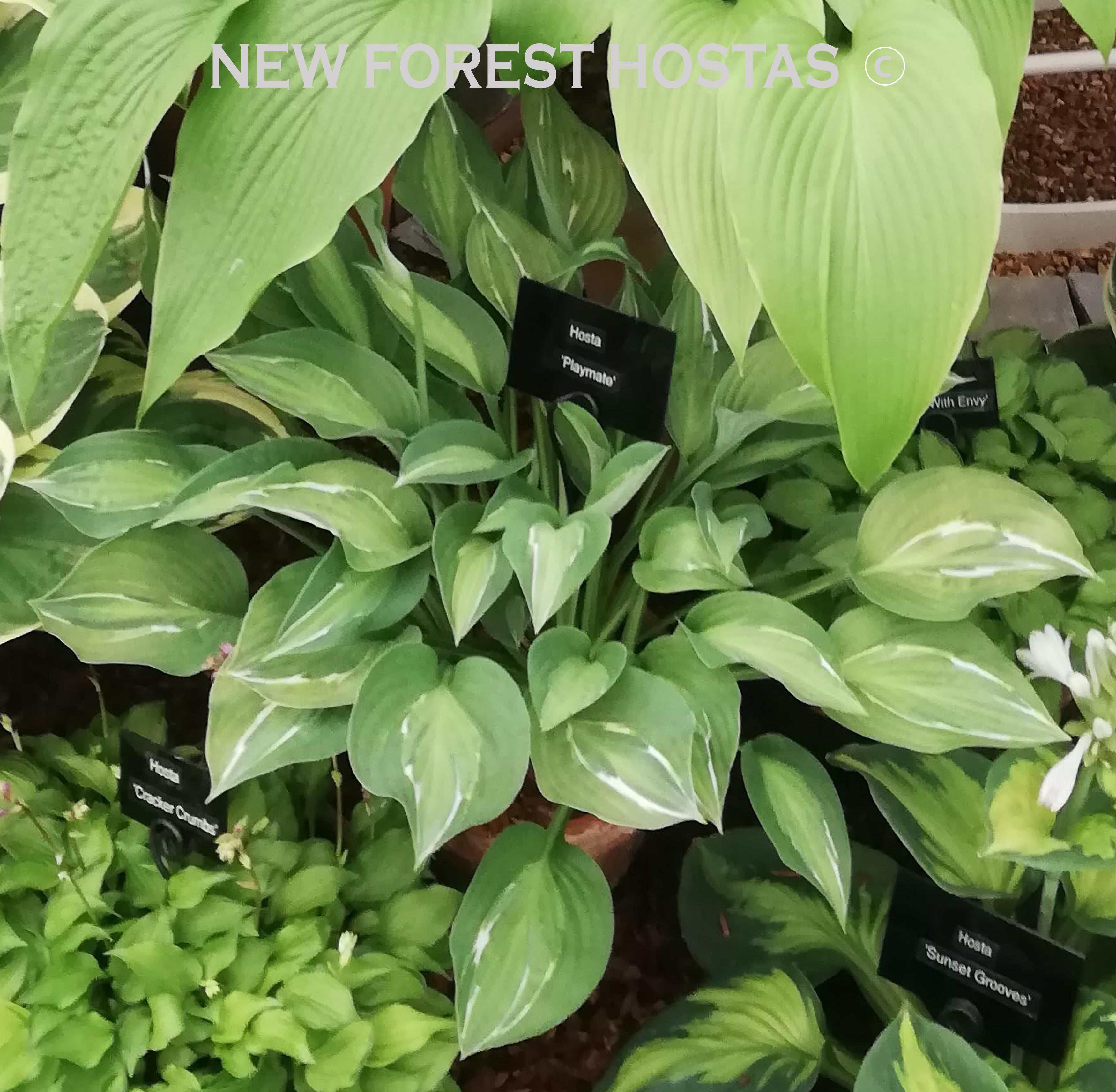 Hosta 'Playmate' - New Forest Hostas & Hemerocallis