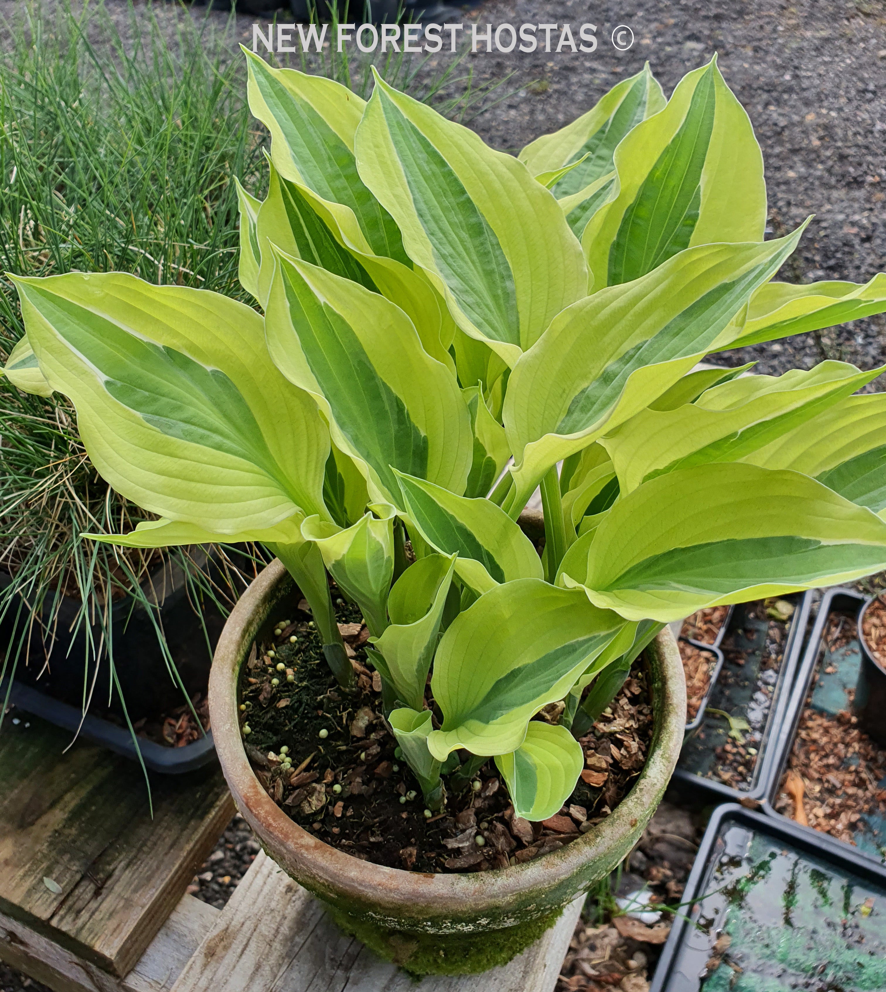 Hosta 'Playmate' - New Forest Hostas & Hemerocallis