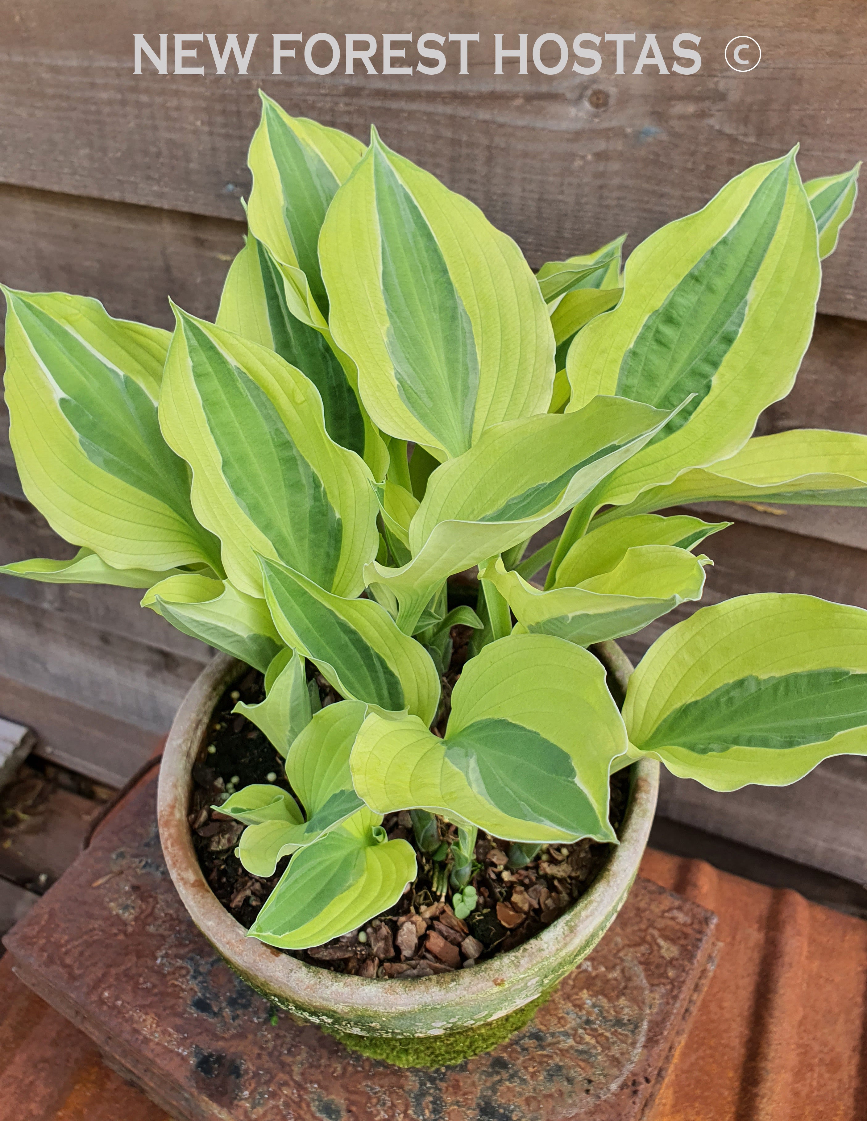 Hosta 'Playmate' - New Forest Hostas & Hemerocallis