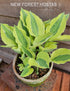 Hosta 'Playmate' - New Forest Hostas & Hemerocallis