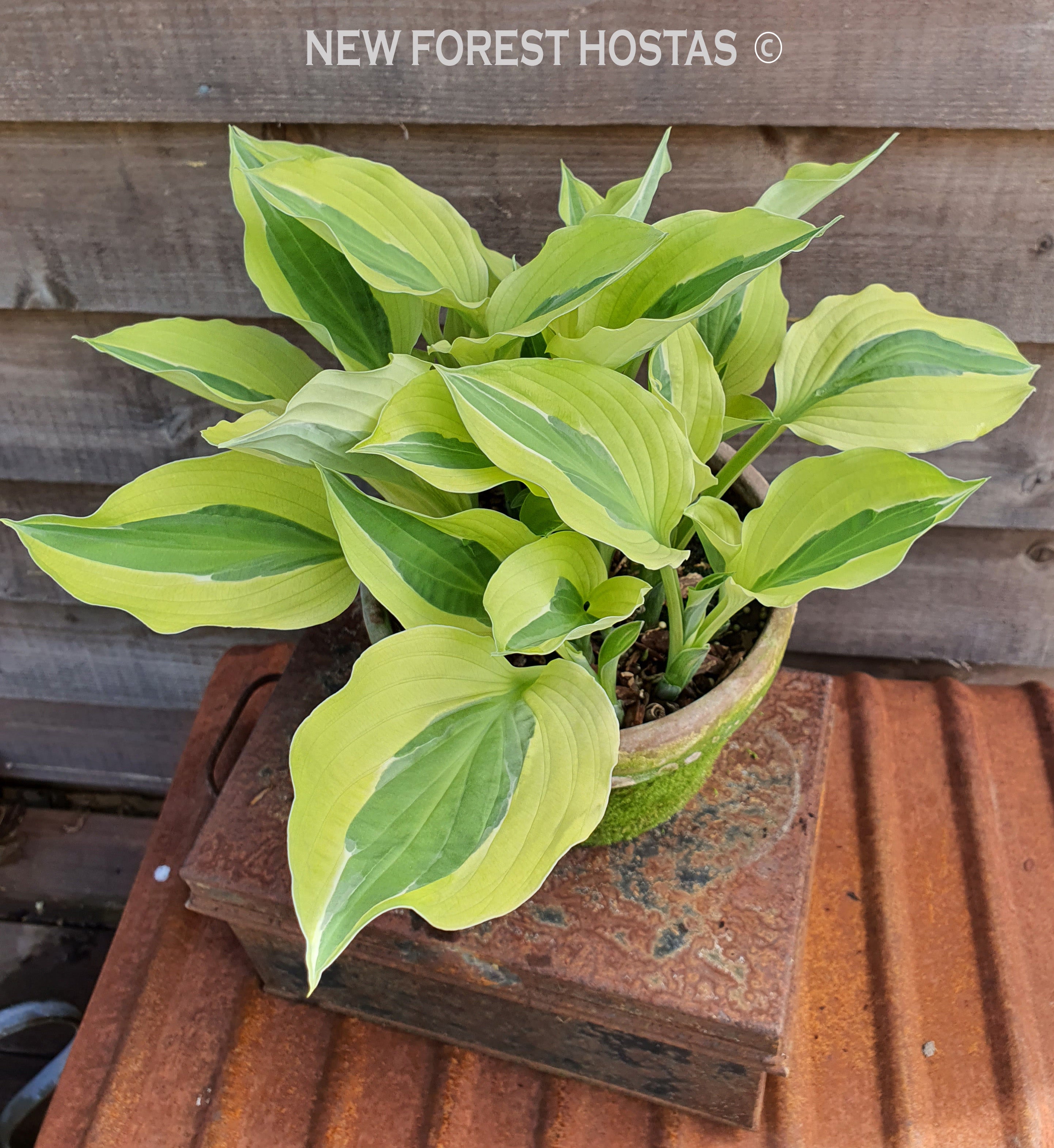 Hosta 'Playmate' - New Forest Hostas & Hemerocallis