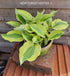 Hosta 'Playmate' - New Forest Hostas & Hemerocallis
