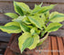 Hosta 'Playmate' - New Forest Hostas & Hemerocallis