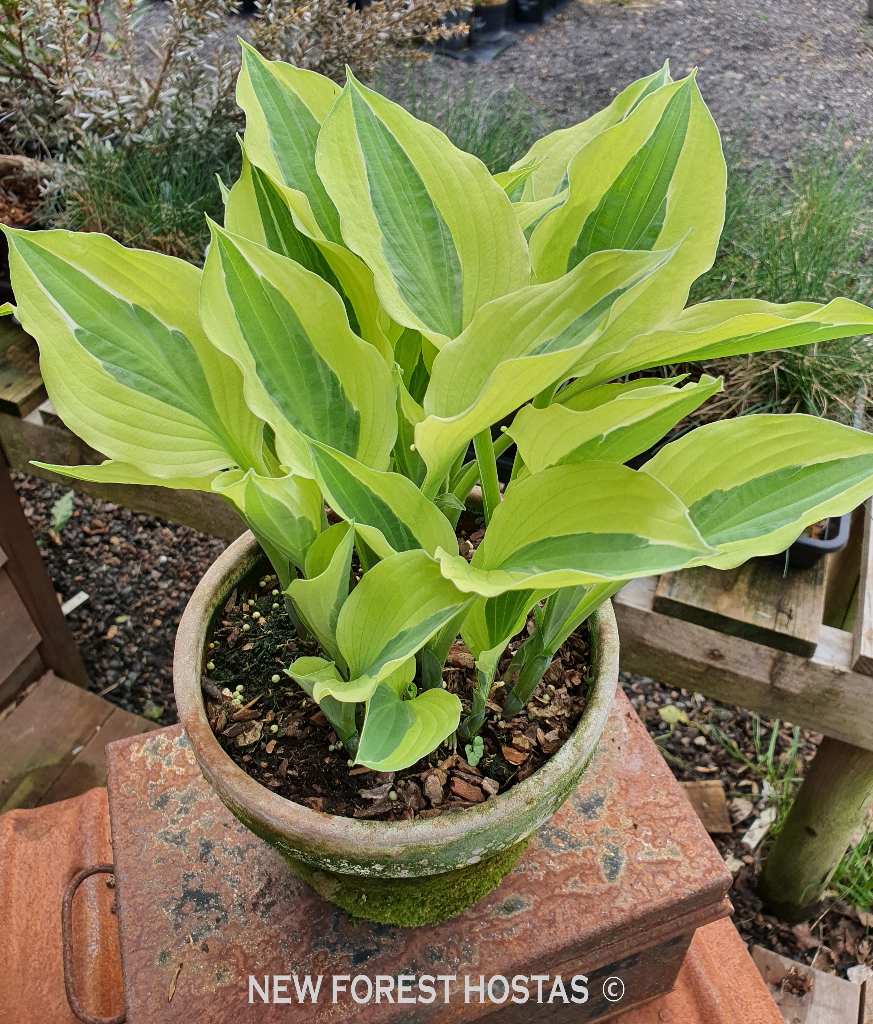 Hosta 'Playmate' - New Forest Hostas & Hemerocallis