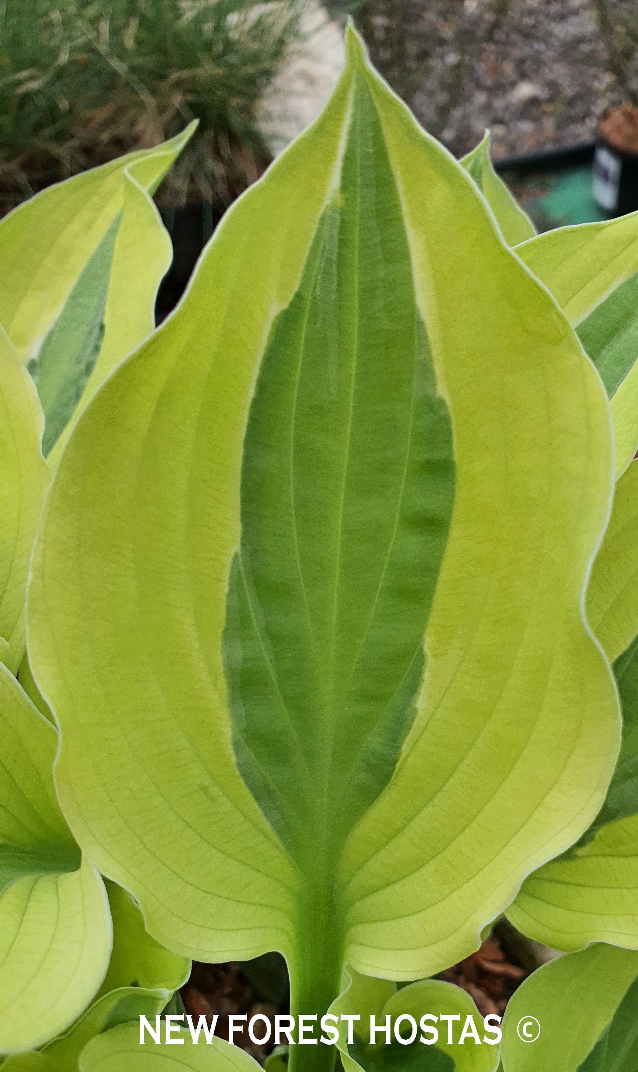 Hosta 'Playmate' - New Forest Hostas & Hemerocallis