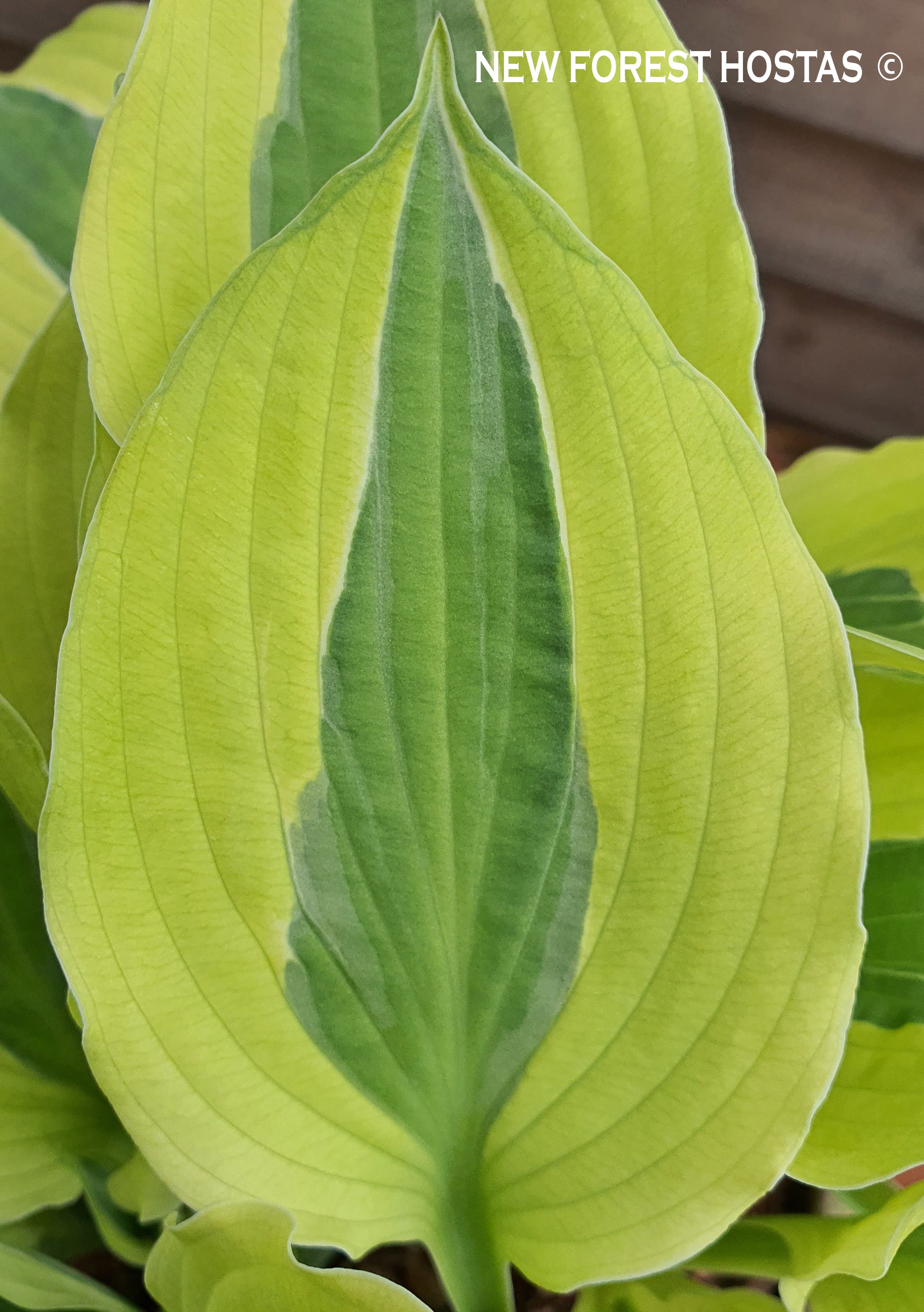 Hosta 'Playmate' - New Forest Hostas & Hemerocallis