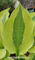 Hosta 'Playmate' - New Forest Hostas & Hemerocallis