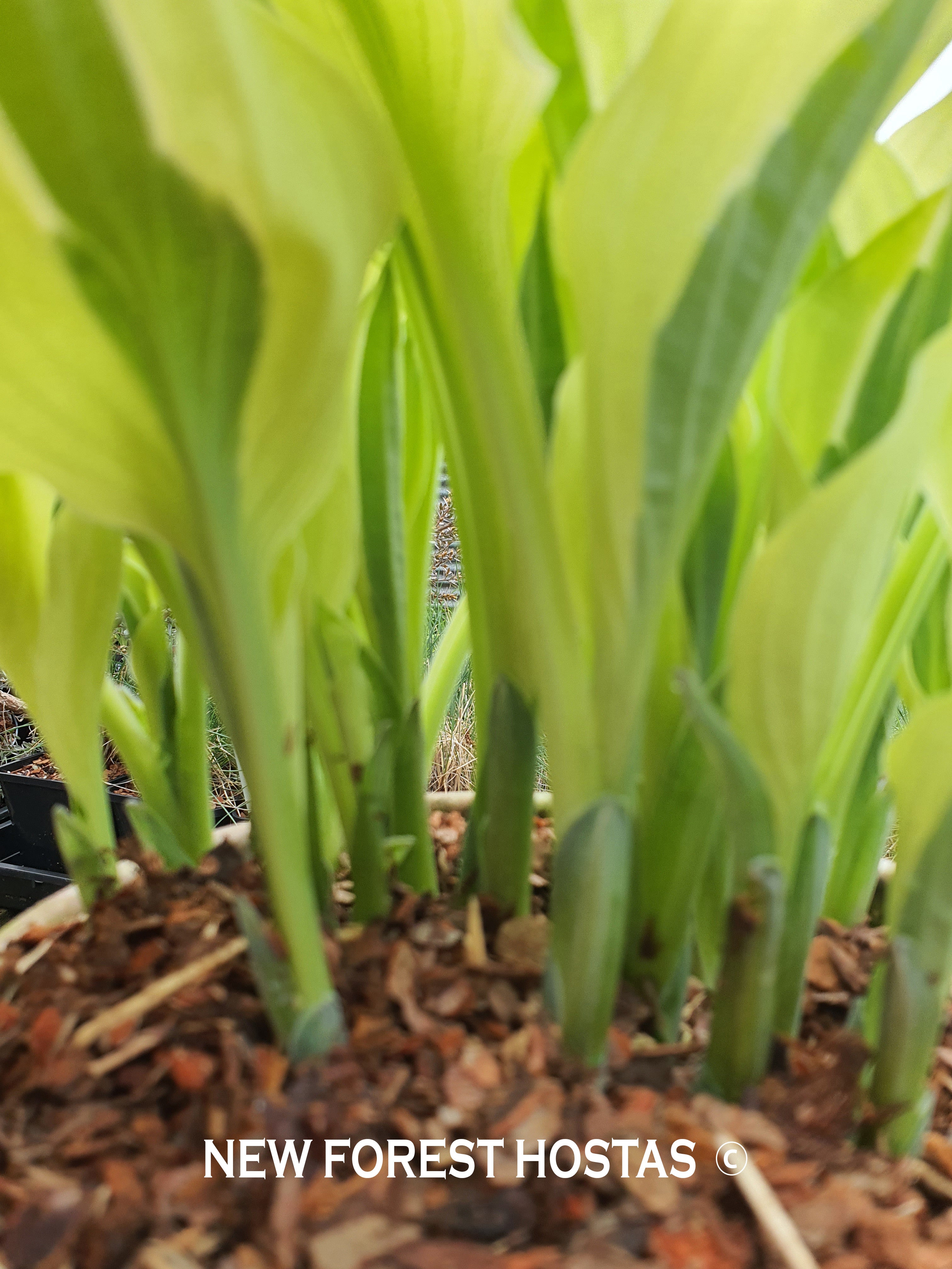 Hosta 'Playmate' - New Forest Hostas & Hemerocallis