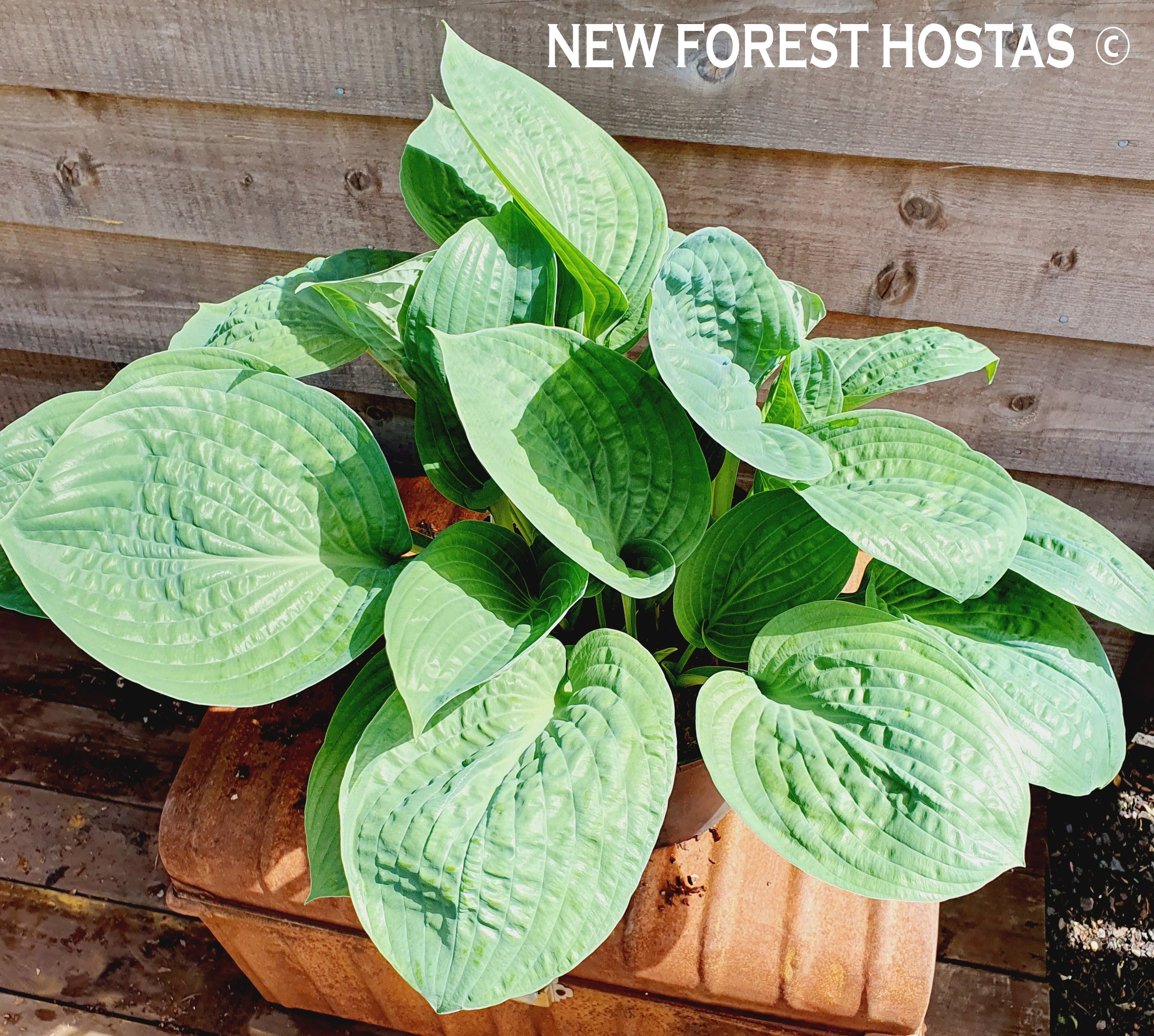 Hosta 'Potomac Pride' - New Forest Hostas & Hemerocallis