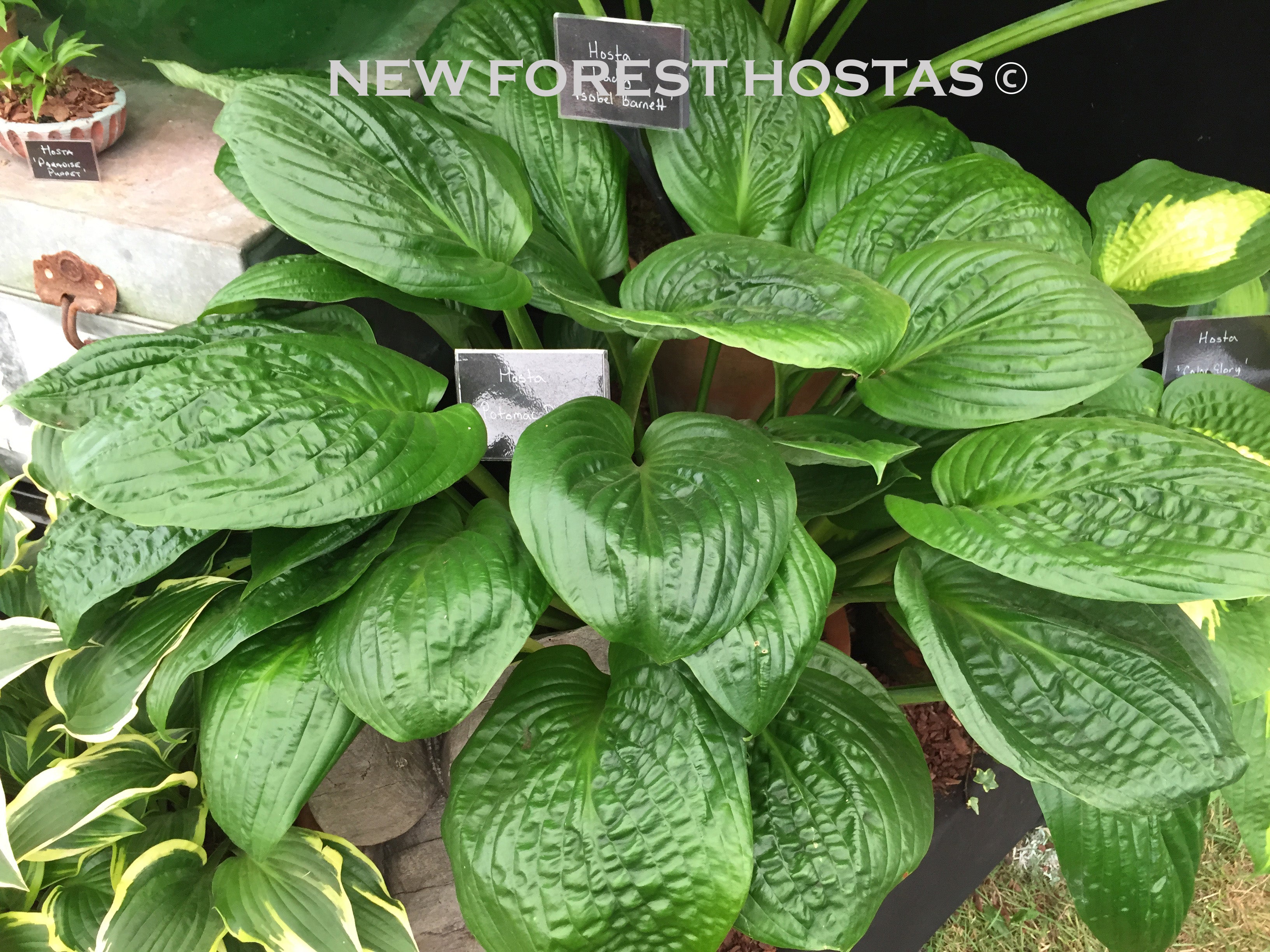 Hosta 'Potomac Pride' - New Forest Hostas & Hemerocallis