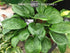 Hosta 'Potomac Pride' - New Forest Hostas & Hemerocallis
