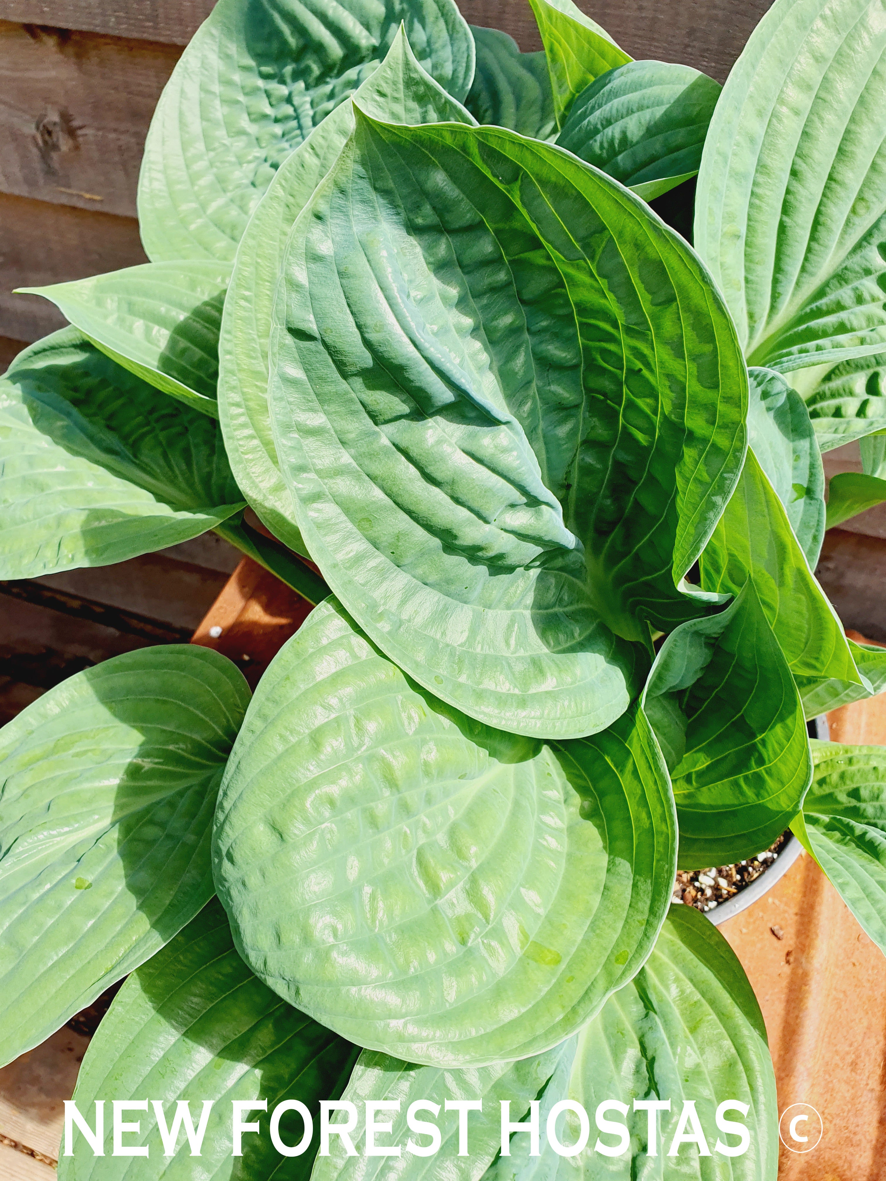 Hosta 'Potomac Pride' - New Forest Hostas & Hemerocallis