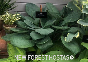 Hosta 'Potomac Pride' - New Forest Hostas & Hemerocallis