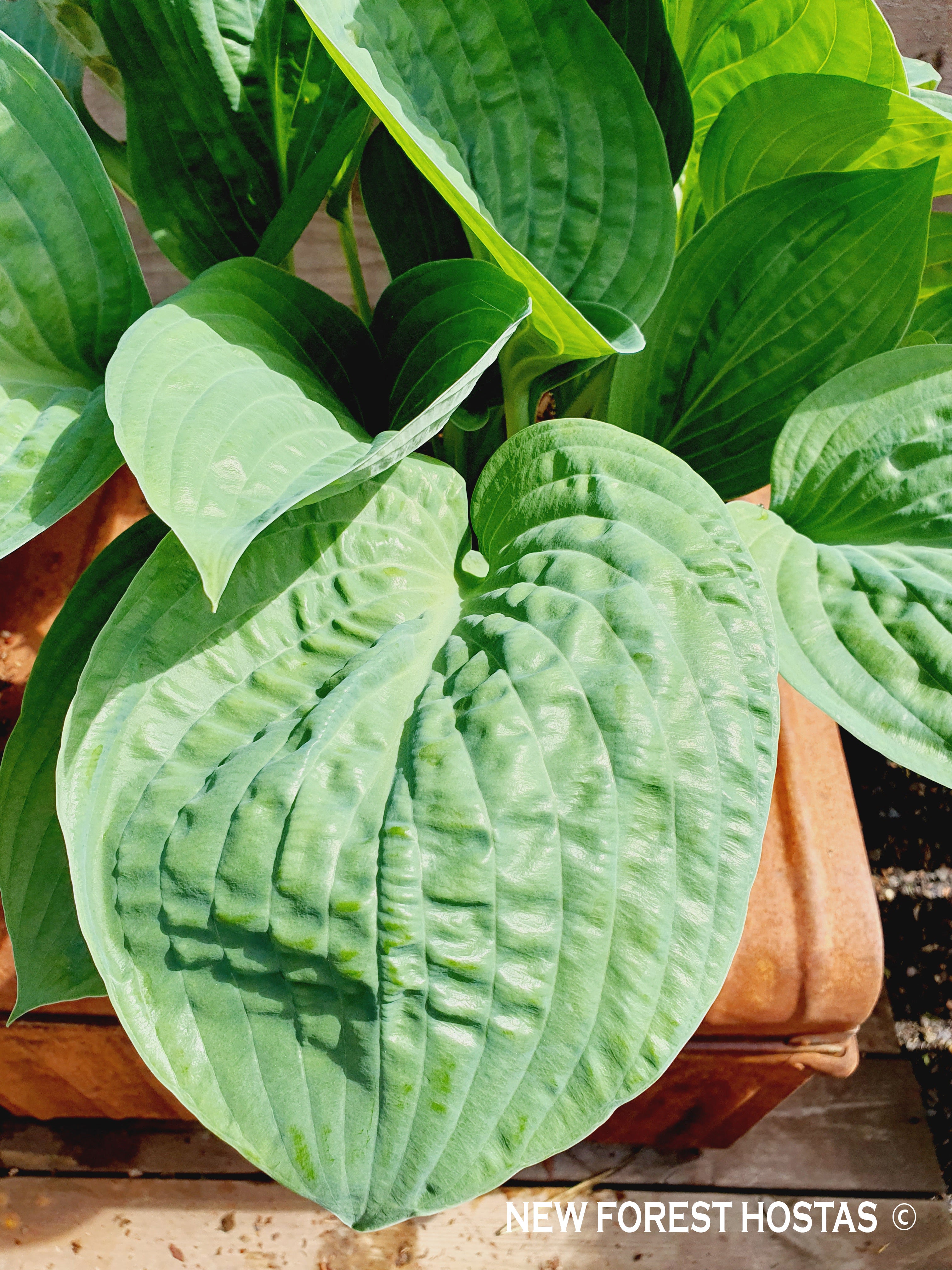 Hosta 'Potomac Pride' - New Forest Hostas & Hemerocallis