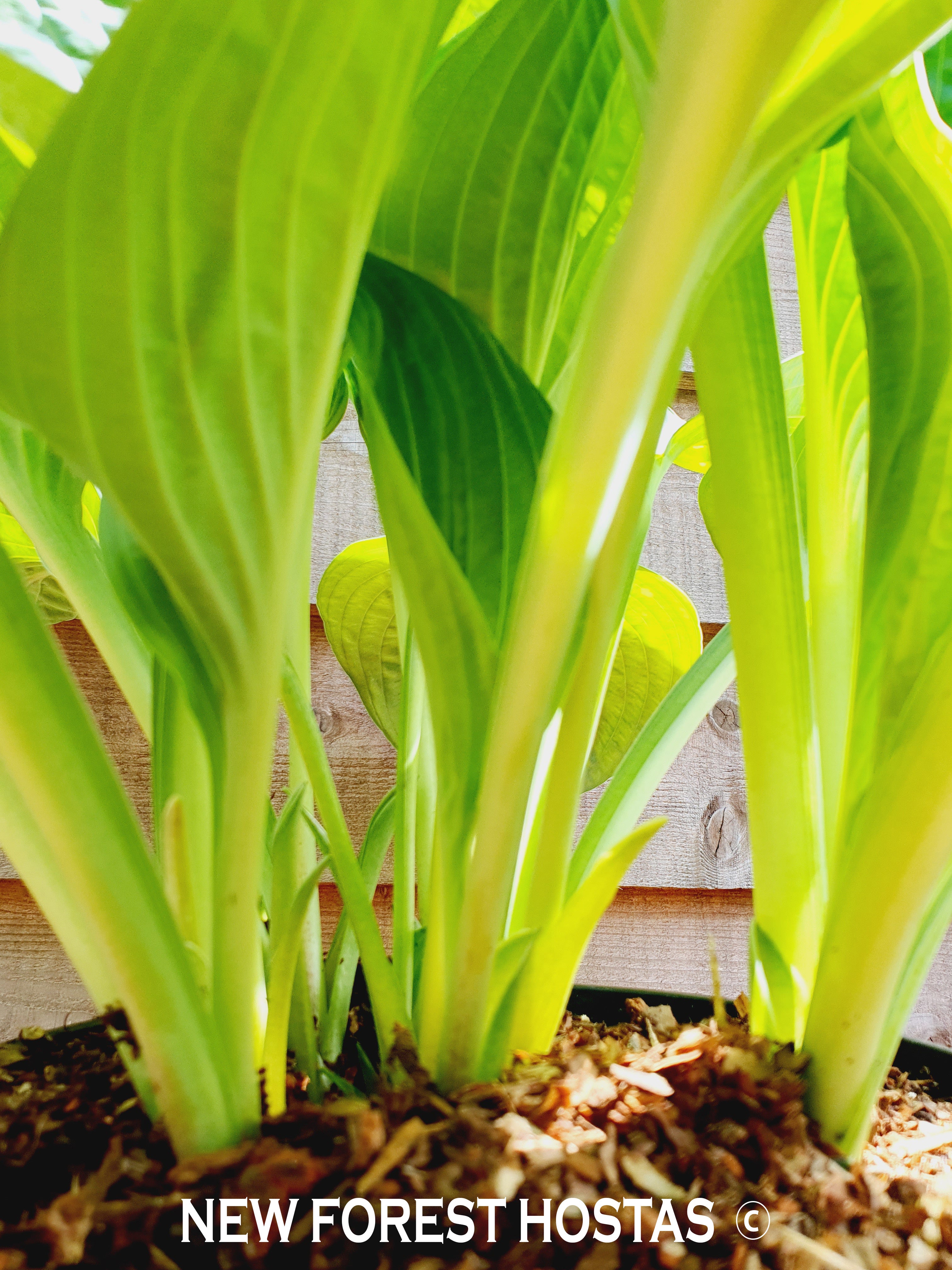 Hosta 'Potomac Pride' - New Forest Hostas & Hemerocallis