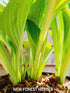 Hosta 'Potomac Pride' - New Forest Hostas & Hemerocallis