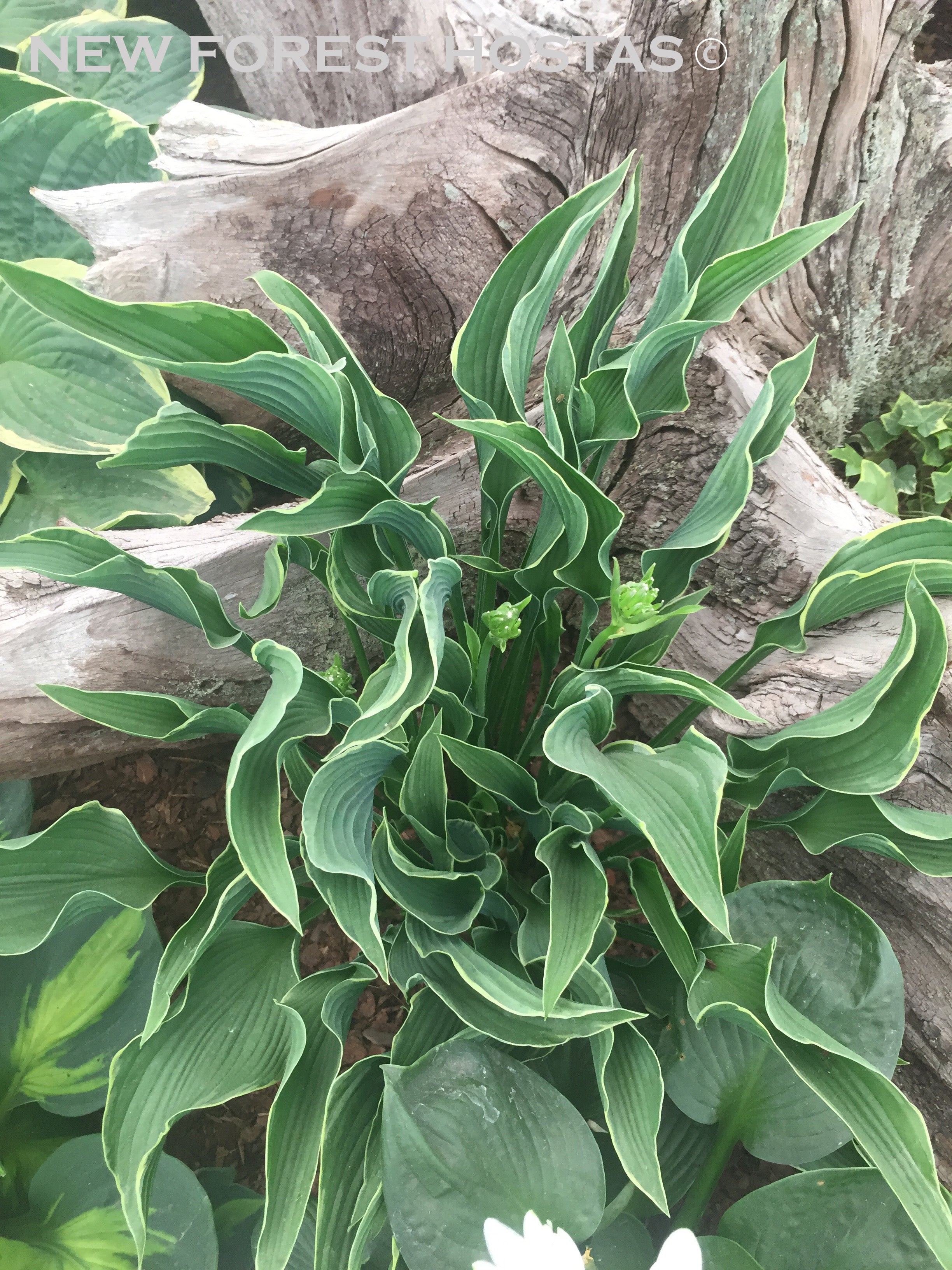 Hosta 'Praying Hands' - New Forest Hostas & Hemerocallis