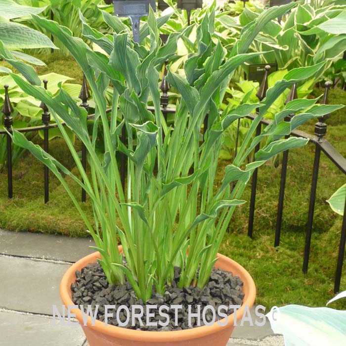 Hosta 'Praying Hands' - New Forest Hostas & Hemerocallis