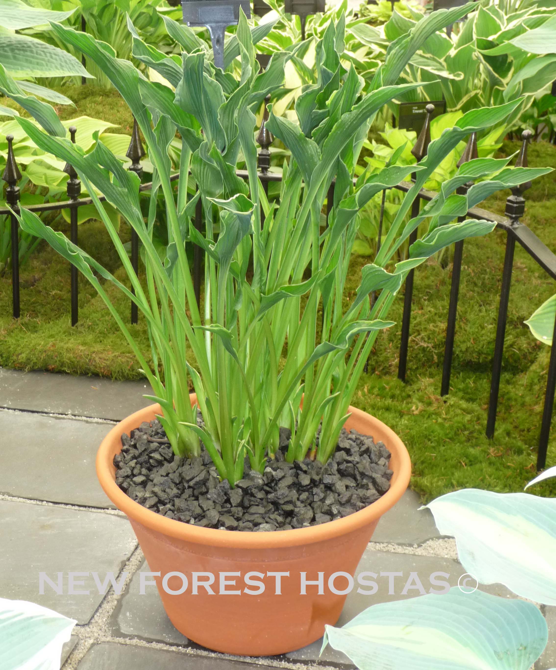 Hosta 'Praying Hands' - New Forest Hostas & Hemerocallis