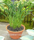 Hosta 'Praying Hands' - New Forest Hostas & Hemerocallis