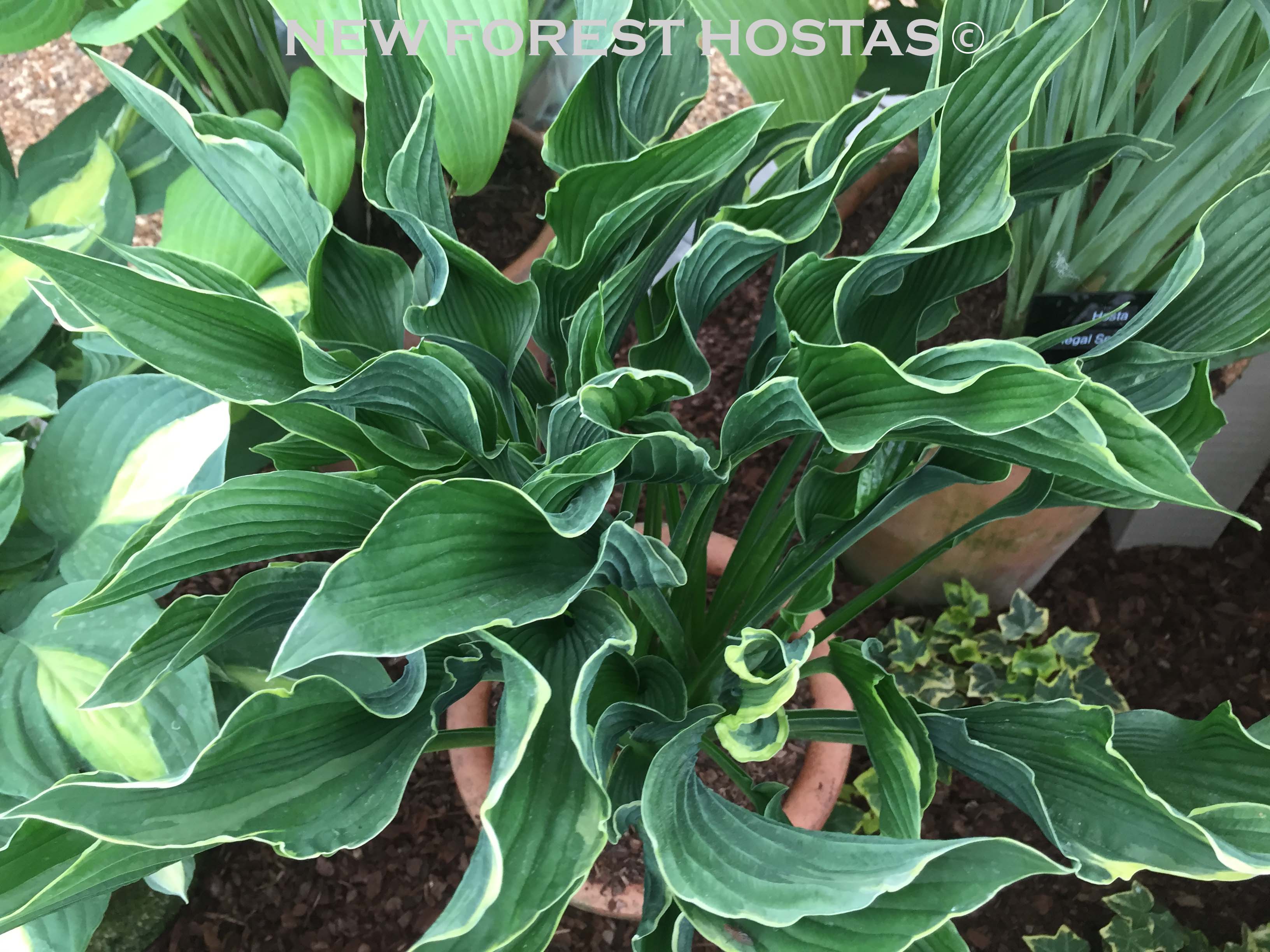 Hosta 'Praying Hands' - New Forest Hostas & Hemerocallis