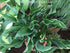 Hosta 'Praying Hands' - New Forest Hostas & Hemerocallis