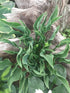 Hosta 'Praying Hands' - New Forest Hostas & Hemerocallis