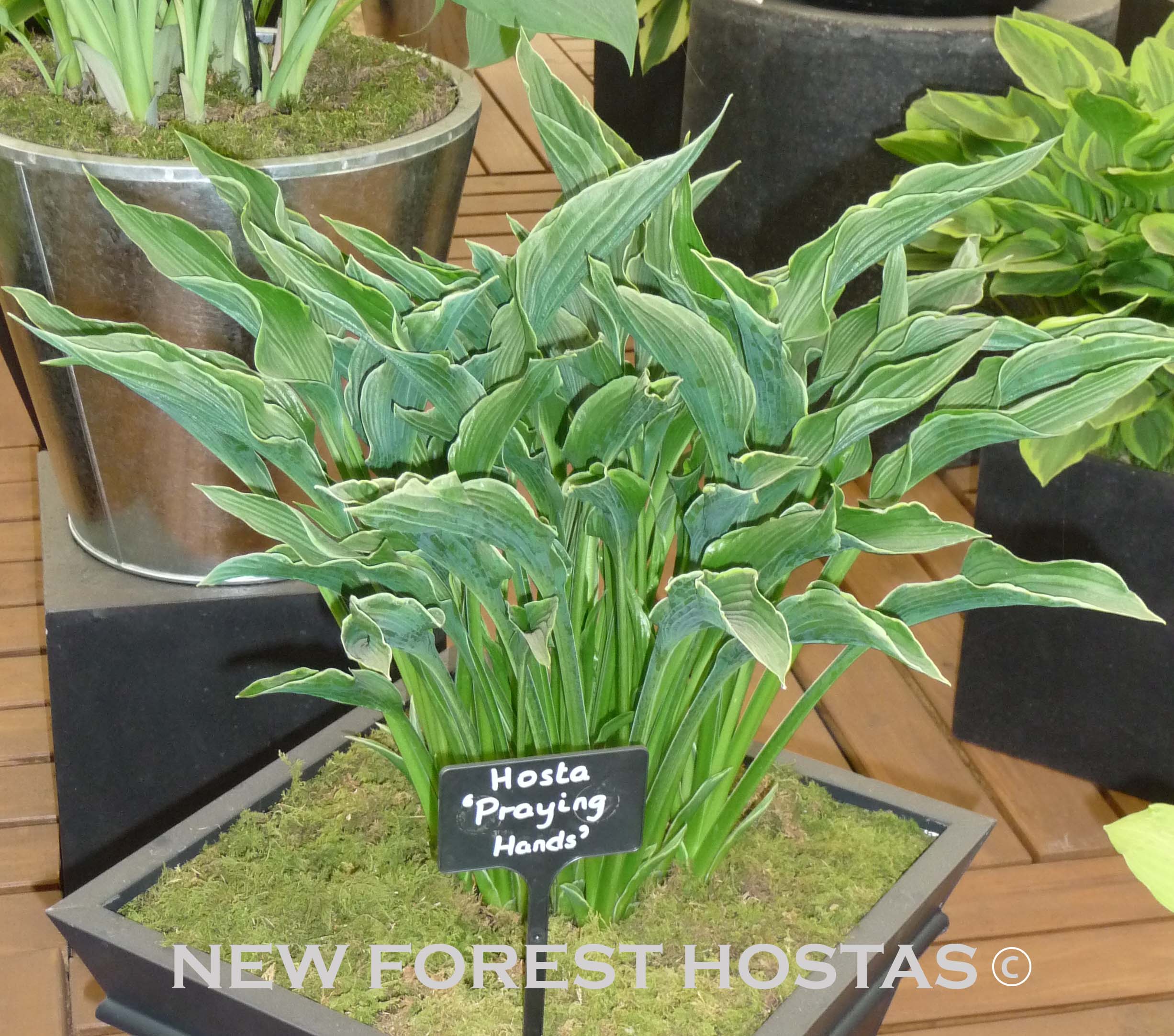 Hosta 'Praying Hands' - New Forest Hostas & Hemerocallis