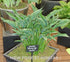Hosta 'Praying Hands' - New Forest Hostas & Hemerocallis