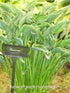 Hosta 'Praying Hands' - New Forest Hostas & Hemerocallis