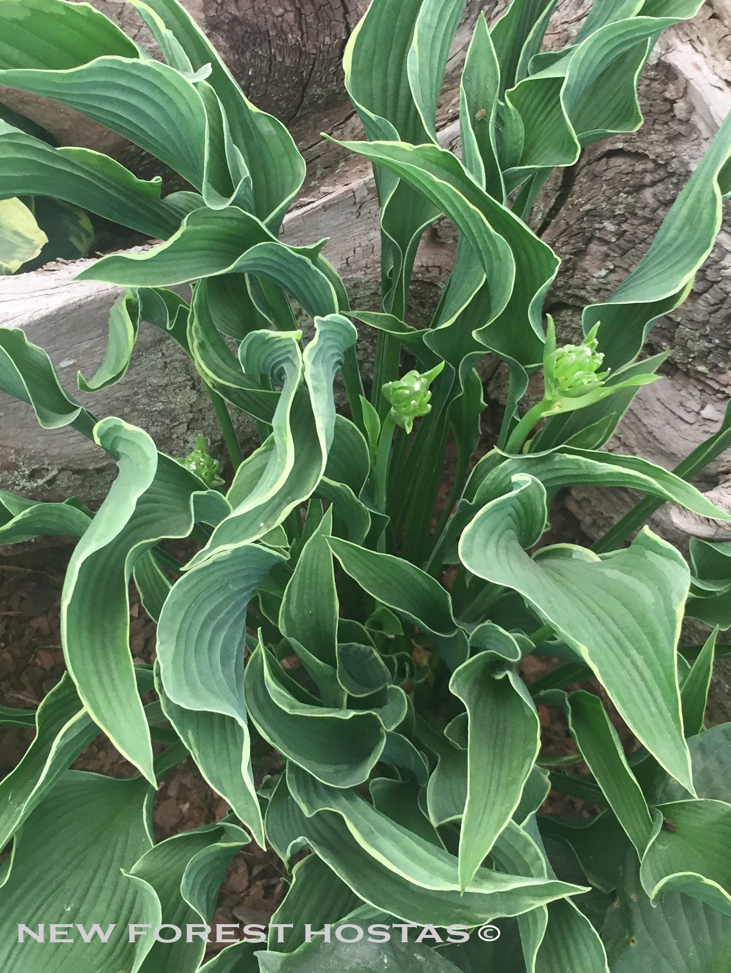 Hosta 'Praying Hands' - New Forest Hostas & Hemerocallis