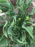 Hosta 'Praying Hands' - New Forest Hostas & Hemerocallis