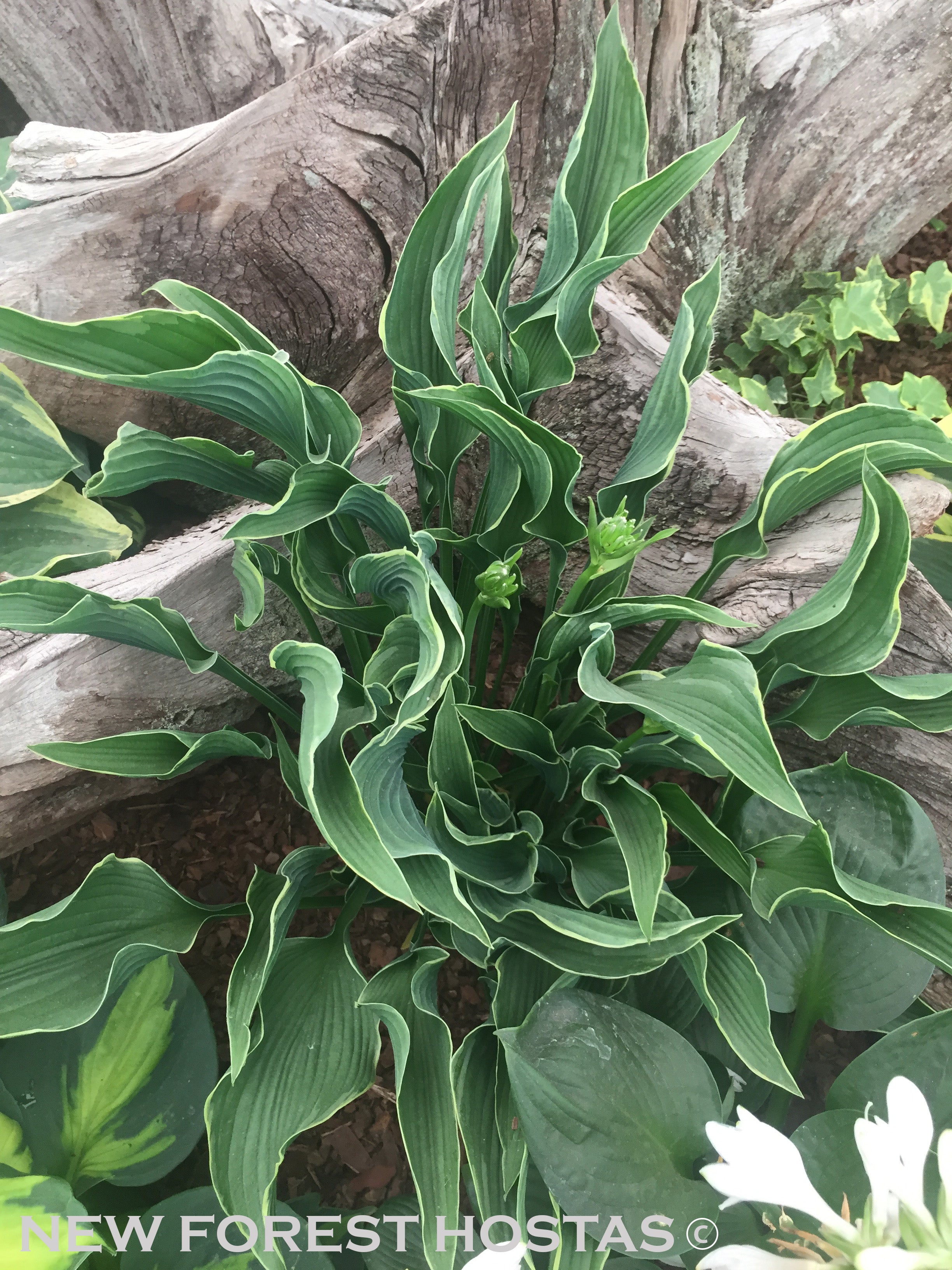 Hosta 'Praying Hands' - New Forest Hostas & Hemerocallis